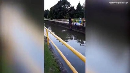 Скачать видео: un homme sauve un chien de la noyade en le tirant hors d'un canal