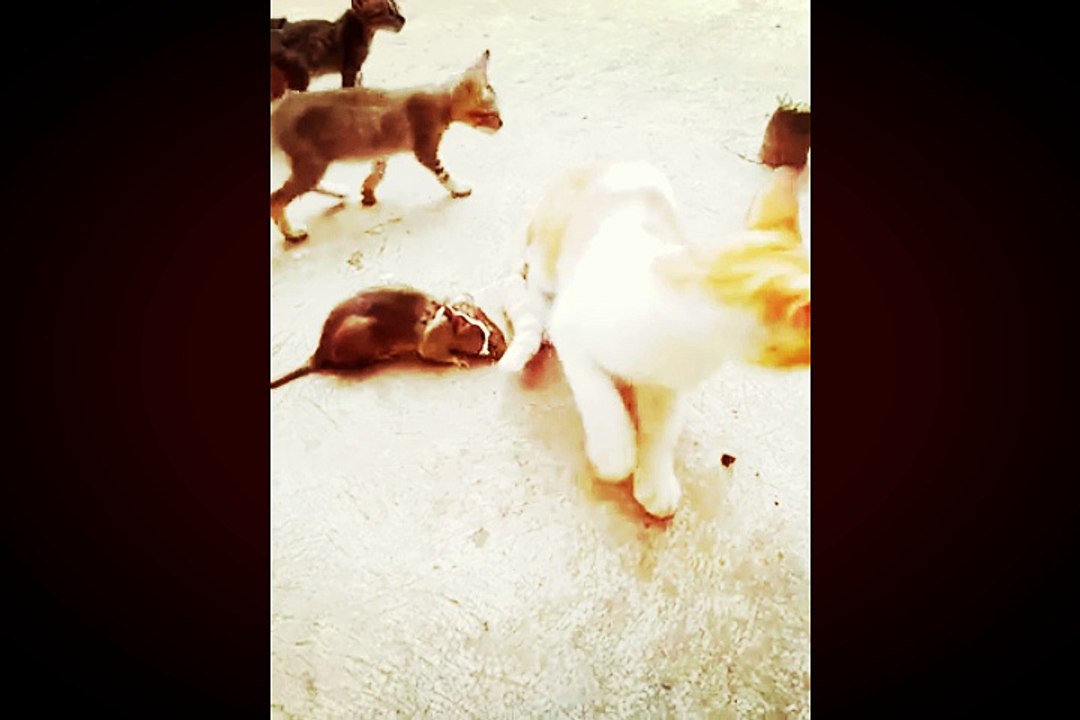 Cats are so funny you will die laughing - Funny cat compilation