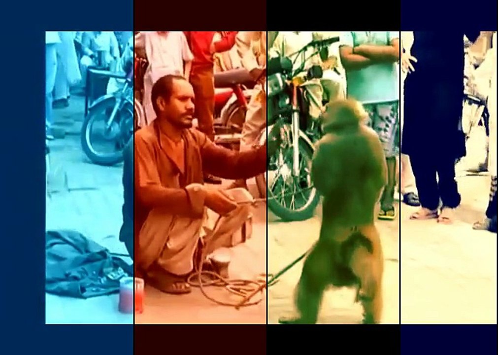 MONKEYS  Funny Monkey Videos [Funny Pets]