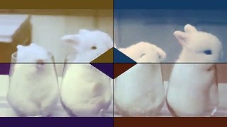 Funny Baby Bunny Rabbit Videos Compilation - Cute Rabbits