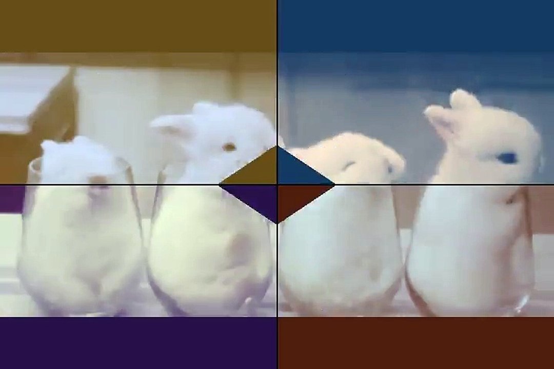 Funny Baby Bunny Rabbit Videos Compilation - Cute Rabbits