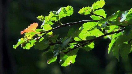 Maison 6 pièces à vendre, Chateauroux (36), 129 300€