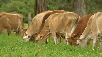 Bajo el precio de la leche en Colon