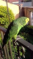 Papagaio imita bebé