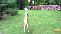 Des ballons les meilleures chiens drôle Nouveau contre compilation ||