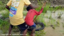 Terrifying!! Brave Brothers Catch Very Big Snakes Nearby Tractor While Plowing The Fields