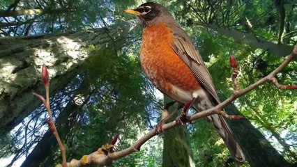 "Air Prelude" by Kevin MacLeod (Deep Woods w/ Sound FX)