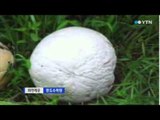 세계적 희귀종 '댕구알버섯' 담양서 발견 / YTN