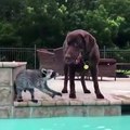 Perro y mapache nadan en piscina