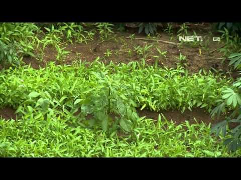 IMS - Sulap lahan terlantar menjadi lahan pertanian