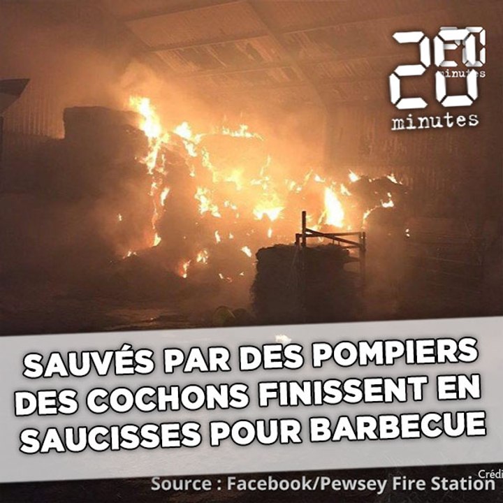 Sauvés par des pompiers, des cochons finissent en saucisses sur leur barbecue