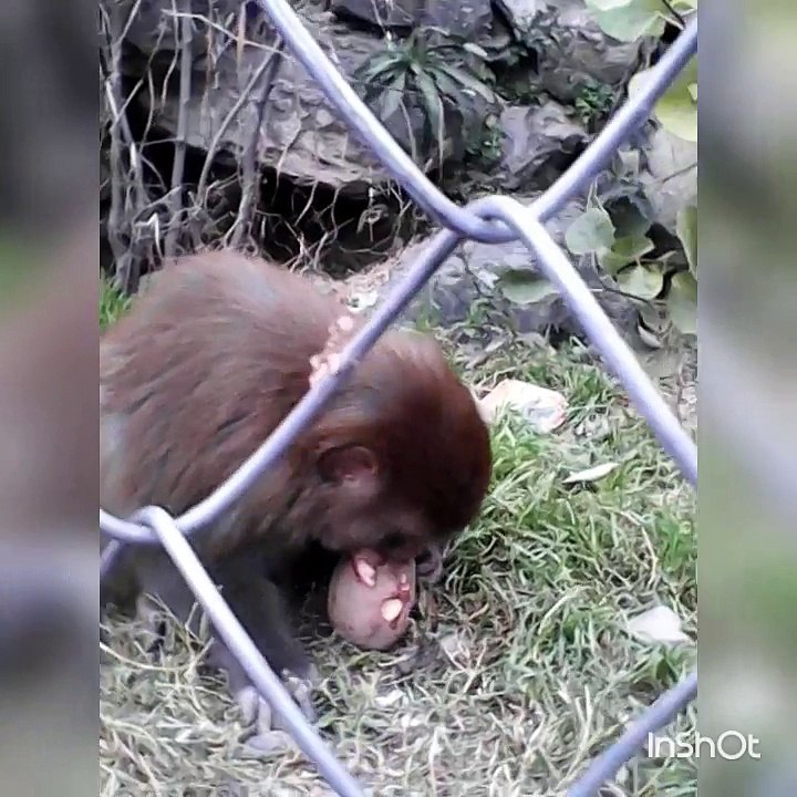 Monkey eating potato