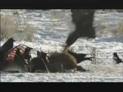 NATURE | In the Valley of the Wolves | Eagle Steals from Coy