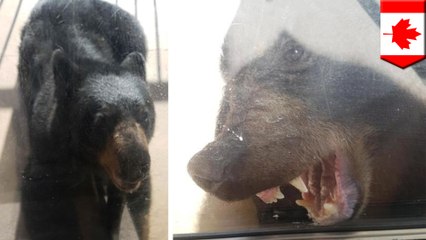 B.C. man punches out black bear after it followed toddler into home