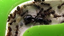 Fourmi fourmi contre cafard ferme