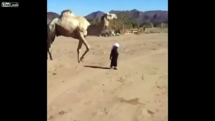 Deveden Çocuğa Beklenmedik Tekme