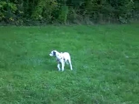 Mes Dalmatiens en plein jeu (partie 2)