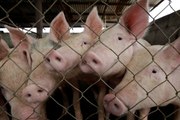 Des pompiers sauvent des cochons et reçoivent une surprise !