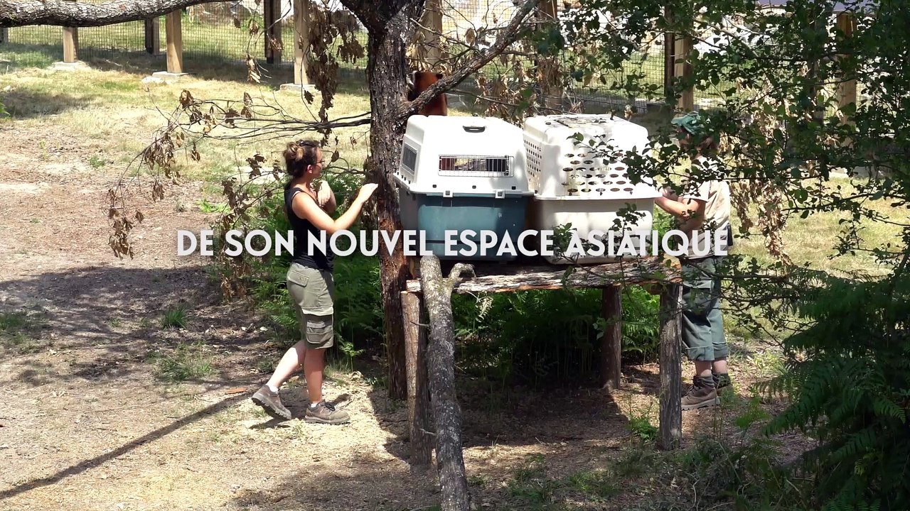 Nouvel espace asiatique à la Réserve Zoologique de la Haute-Touche