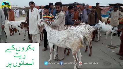 644 || Bakra mandi || 2017 || 2018 || Prices Comparison Goats Vs Sheep