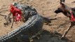 Most Amazing Wild Animal Attacks #6 CRAZIEST Animal Fights - hippo, Crocodile