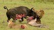 Most Amazing Wild Animal Attacks - lion ,hyenas, leopards, buffalo