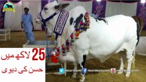 643 || Cow Mandi 2017 Sohrab Goth || VIP Tents || Episode 1