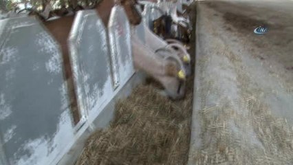 Bunlar da 'Akademik' Kurbanlıklar...