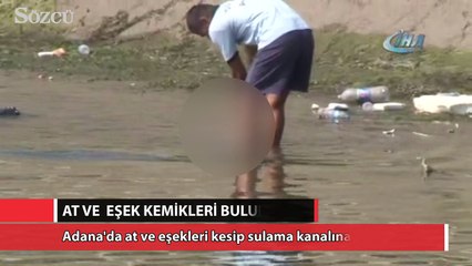 At ve eşekleri kesip kemiklerini sulama kanalına attılar
