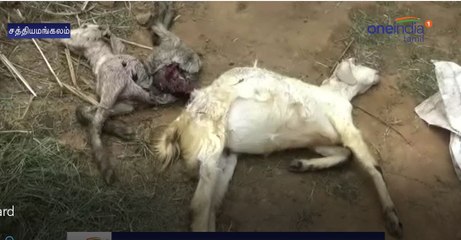 ஆடுகளை கடித்து குதறிய சிறுத்தை- வீடியோ