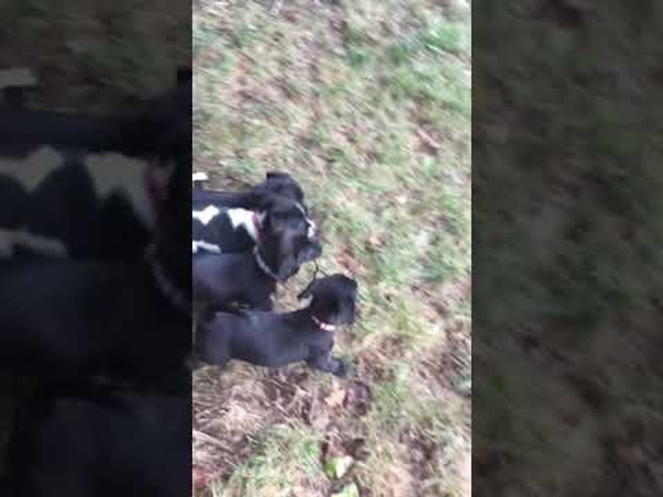 These Puppies Work Better as a Team