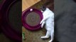 Lazy Cat Gives Her Best Attempt at Ball Catching Game