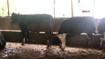 Osmaniye Kurbanlıklarla İlgili Tüm Bilgiler Cep Telefonunda