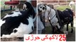 641 || Bakra Show Faisalabad || Qurbani Kay Bakray 25 Lakh k || Most Expensive Goats