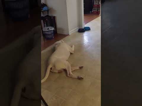 Dog Throws Tantrum When He Doesn't Get His Gravy