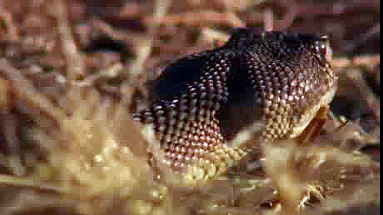 Moment of Impact 1: Hunters & Herds (Nature Documentary)