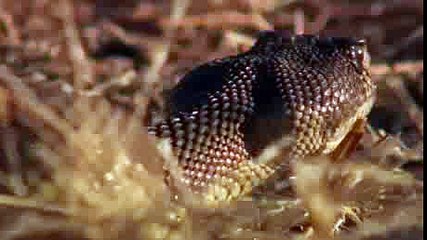 Moment of Impact 1: Hunters & Herds (Nature Documentary)