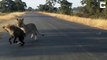 Pauvre hyène à 3 pattes chassée par des Lionnes affamées...