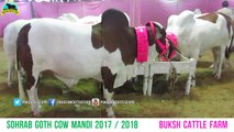 638 || Buksh Cattle Farm video || Cow mandi || 2017 || 2018 || Karachi Sohrab Goth