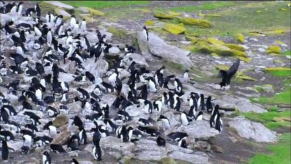 Penguins: Spy in the Huddle First Steps