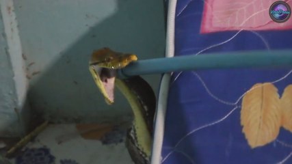 Une maman découvre un énorme python, caché sous le lit de son fils