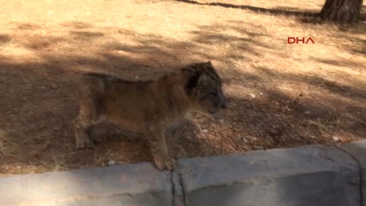 Şanlıurfa Yol Kontrolünde Bulunan Yavru Aslan Koruma Altında 2