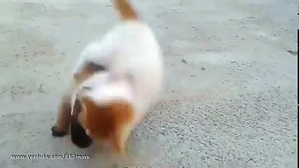 Dünyanın en sevimli kavgası