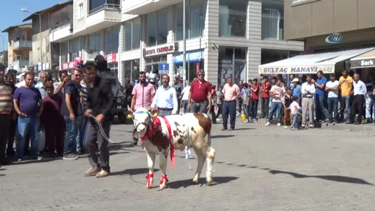 Buzağı Güzellik Yarışması Renkli Görüntüler Oluşturdu