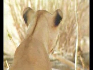 L'Afrique et ses prédateurs.