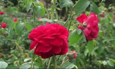 Wisata Memetik Mawar Jadi Kegiatan Menarik