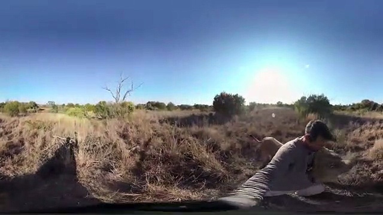 Les images incroyables d'une lionne qui nage avec celui qui l’a sauvée lorsqu’elle était bébé