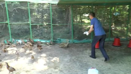 İzmit'te 2 Bin Sülün Doğaya Salındı