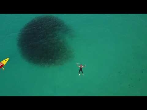 Incredible Sight as Explorer Swims With Vast School of Fish