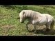 Alvin the Shetland Pony Struts His Considerable Stuff